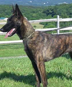 dog breeds used by police
